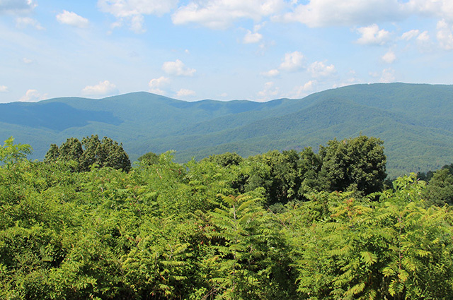 Cohutta Wilderness